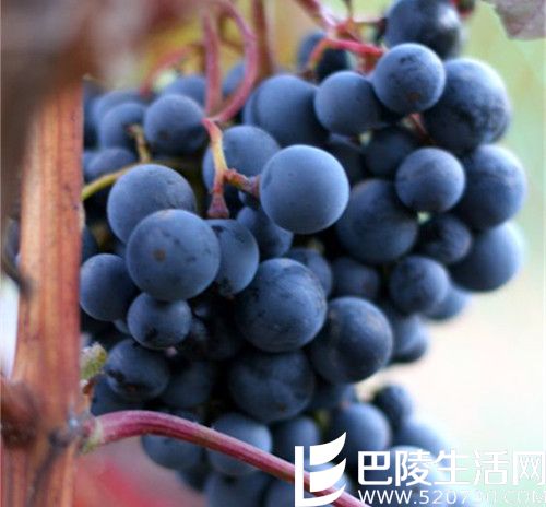 如果你喜欢西拉，还可以试试这8种葡萄酒