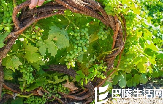 阿斯提可，你不可不知的希腊酿酒葡萄