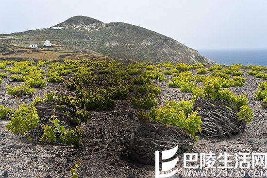 阿斯提可，你不可不知的希腊酿酒葡萄