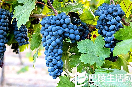 漫谈仙粉黛和普里米蒂沃