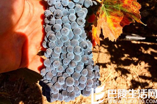 2016葡萄丰收美景