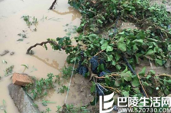 2016葡萄丰收美景