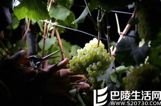 2016葡萄丰收美景