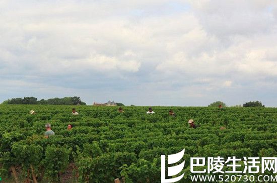 2016葡萄丰收美景