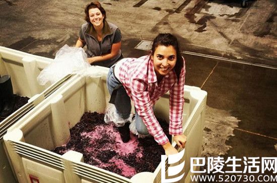 2016葡萄丰收美景