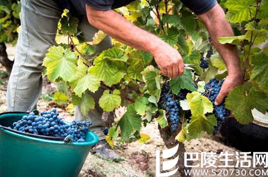 2016葡萄丰收美景