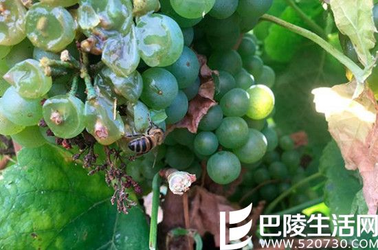 2016葡萄丰收美景