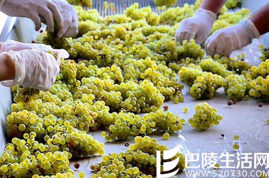 2016葡萄丰收美景