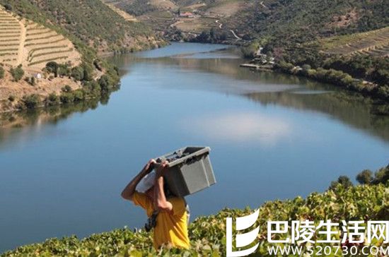 2016葡萄丰收美景