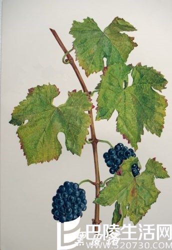 都是白葡萄品种，这三个皮诺有啥区别？