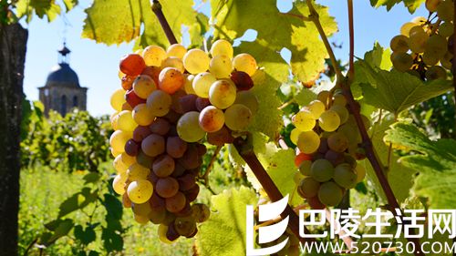 艳阳下的勃艮第——记录2015年份勃艮第白葡萄酒 艳阳下的勃艮第——记录2015年份勃艮第白葡萄酒