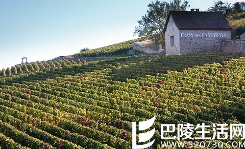 艳阳下的勃艮第——记录2015年份勃艮第白葡萄酒 艳阳下的勃艮第——记录2015年份勃艮第白葡萄酒
