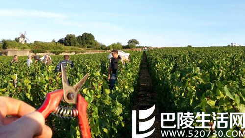 艳阳下的勃艮第——记录2015年份勃艮第白葡萄酒 艳阳下的勃艮第——记录2015年份勃艮第白葡萄酒