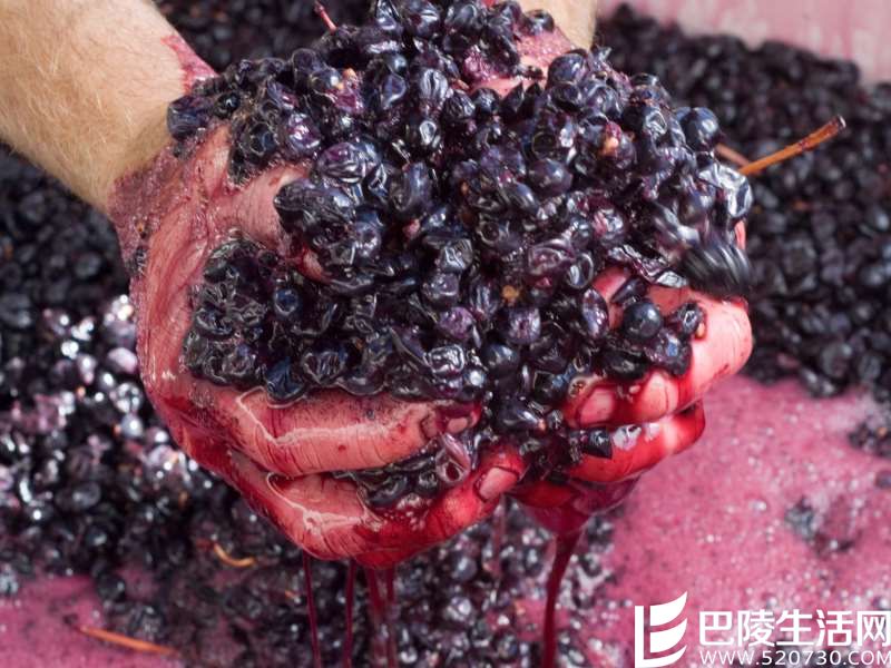 整串酿酒风潮席卷波尔多 整串酿酒风潮席卷波尔多