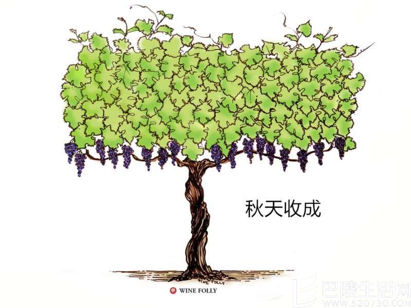 葡萄藤的一年四季