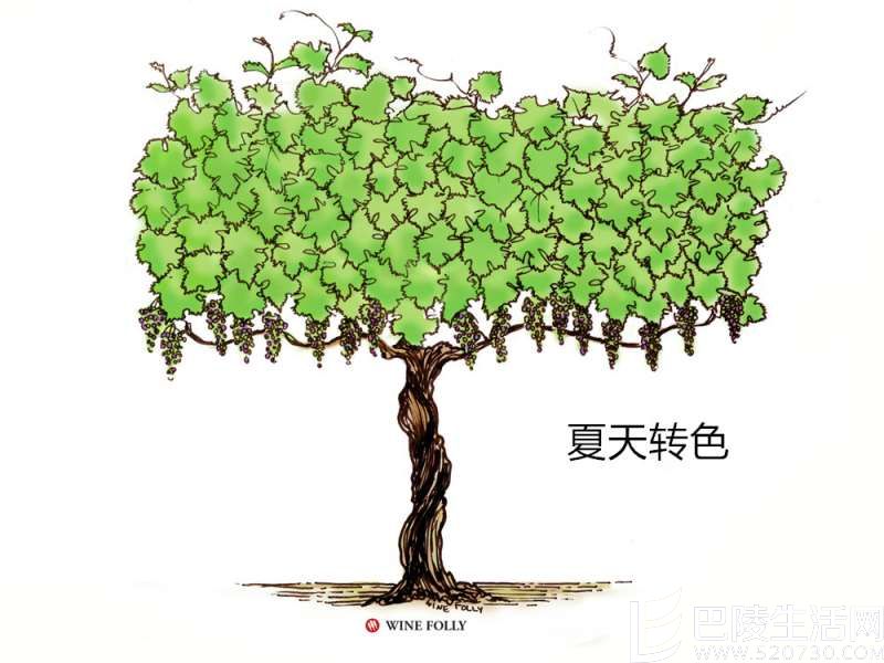 葡萄藤的一年四季 葡萄藤的一年四季