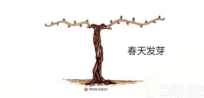 葡萄藤的一年四季 葡萄藤的一年四季