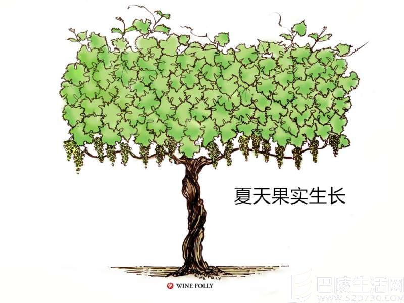 葡萄藤的一年四季 葡萄藤的一年四季