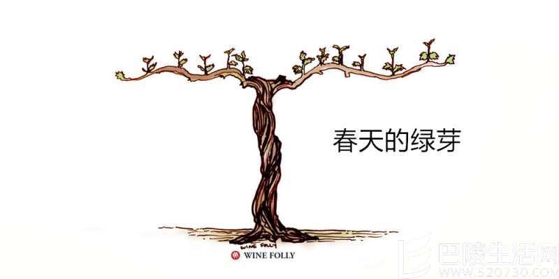 葡萄藤的一年四季 葡萄藤的一年四季