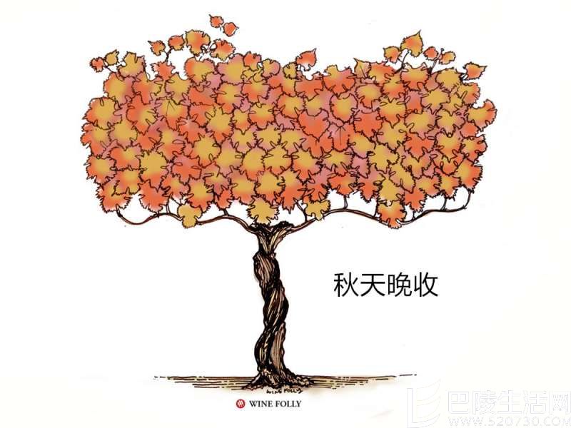 葡萄藤的一年四季