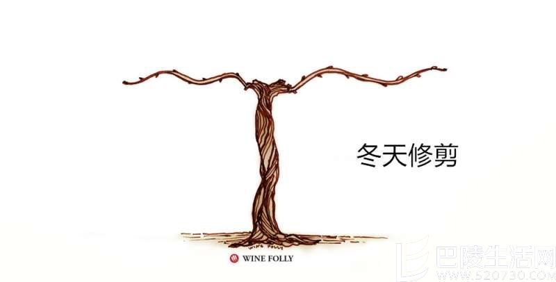 葡萄藤的一年四季 葡萄藤的一年四季