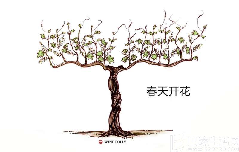 葡萄藤的一年四季 葡萄藤的一年四季