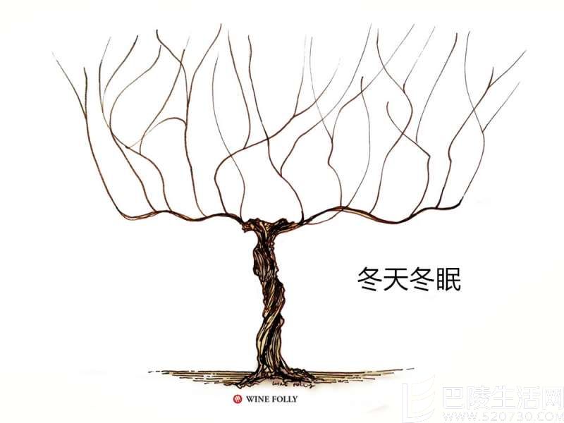 葡萄藤的一年四季