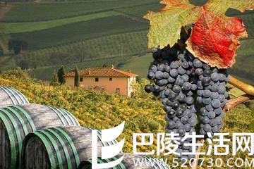 浅谈葡萄的收成 浅谈葡萄的收成