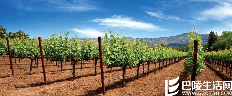 葡萄树：天呐！为什么受伤的总是我