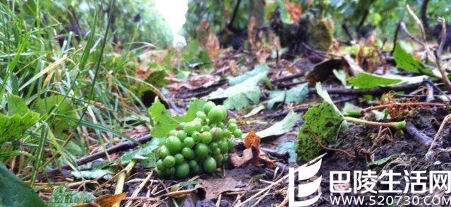 葡萄树：天呐！为什么受伤的总是我