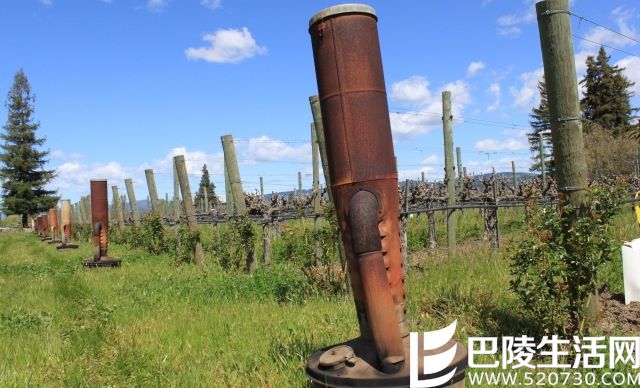 葡萄树:天呐!为什么受伤的总是我 葡萄树:天呐!为什么受伤的总是我