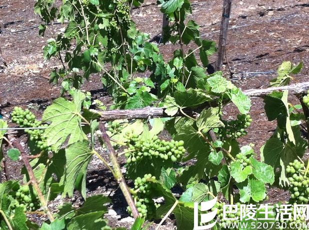 葡萄树:天呐!为什么受伤的总是我 葡萄树:天呐!为什么受伤的总是我