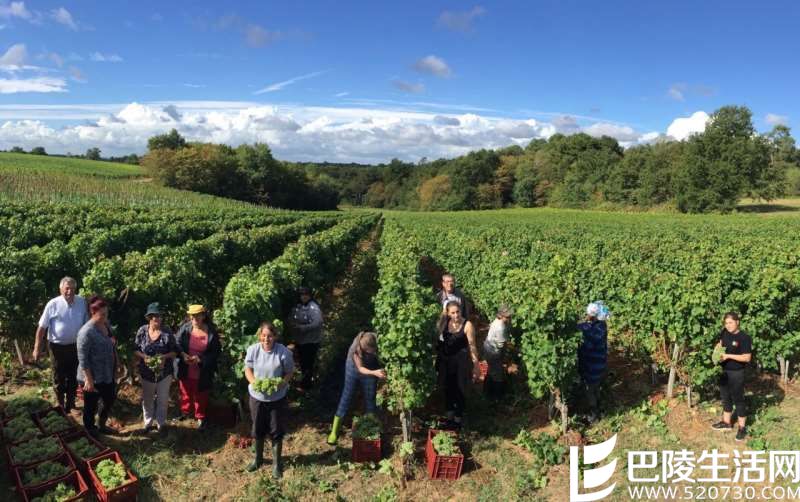 波尔多正值采收季,收藏者有何期待? 波尔多正值采收季,收藏者有何期待?