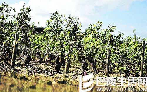 葡萄被偷摘，勃艮第危机加深