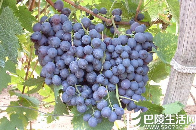 厉害了,我的麝香葡萄 厉害了,我的麝香葡萄