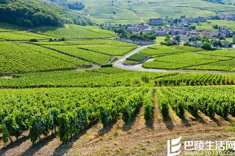 双皇后的对决：黑皮诺VS内比奥罗