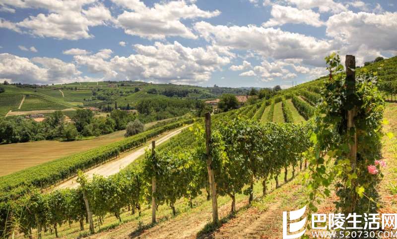 双皇后的对决：黑皮诺VS内比奥罗