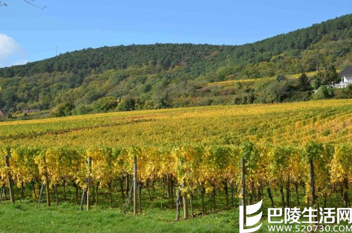 双皇后的对决：黑皮诺VS内比奥罗