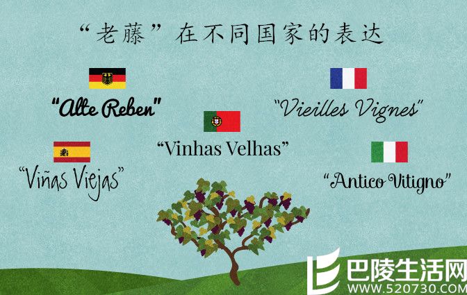 “老藤”究竟是何方神圣? “老藤”究竟是何方神圣?