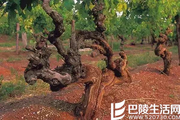 “老藤”究竟是何方神圣? “老藤”究竟是何方神圣?