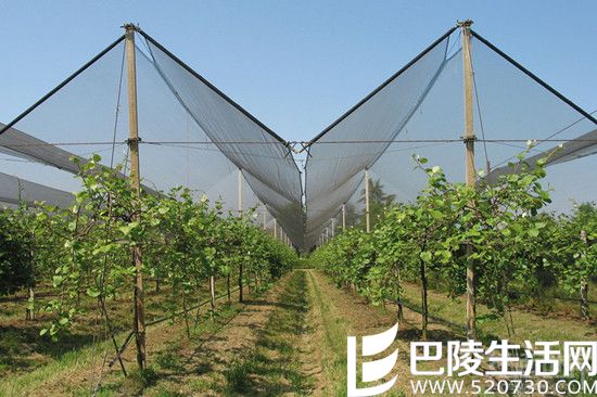 伯爵山庄的代言人——果树女神珀茉娜 伯爵山庄的代言人——果树女神珀茉娜