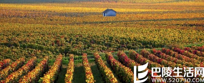 如何打造一次完美的勃艮第一日游？