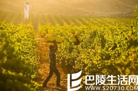 2016年加州采收季图片汇集