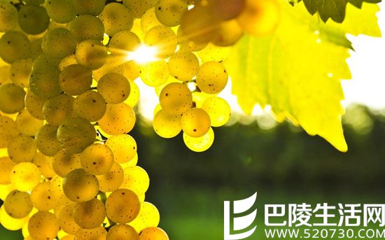 霞多丽的三行情书式浪漫