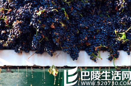 2016年加州采收季图片汇集