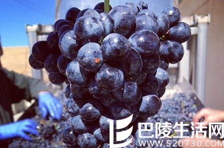 2016年加州采收季图片汇集