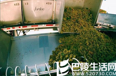 2016年加州采收季图片汇集