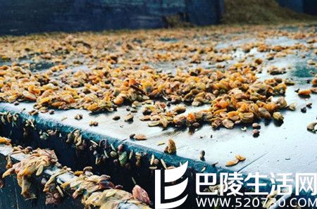 2016年加州采收季图片汇集