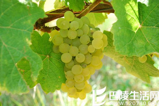 霞多丽的三行情书式浪漫