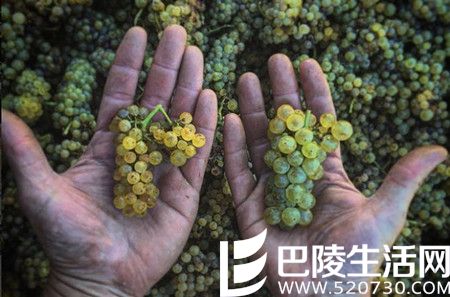 2016年加州采收季图片汇集